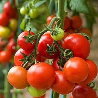 CYBEXIS Pusa Hybrid-4: Tomato Variety2000 Seeds Seed(2000 per packet)