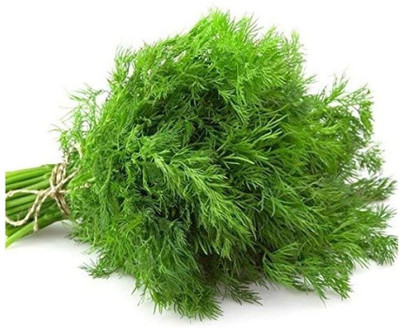 XOLDA Organic soya dill Seed(38 per packet)