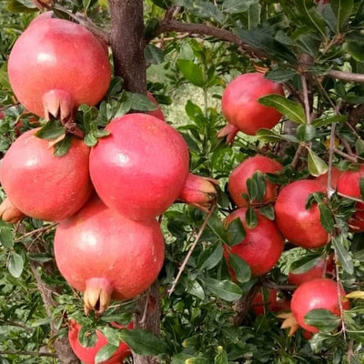 Aywal Pomegranate Anar Red Bhagwa Seed(50 per packet)