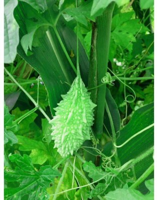 GOCROP Bitter Gourd Seed(300 per packet)