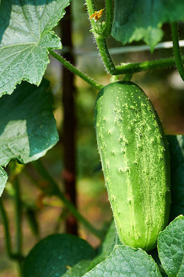 AFARTIOBINA 142 Pc Cucumber Seeds Seed(142 per packet)