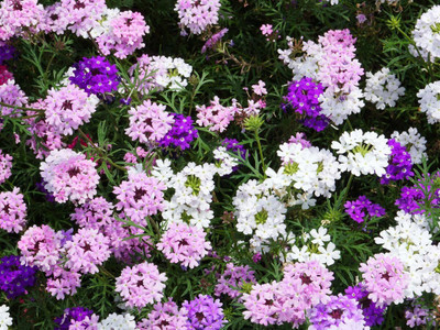 Lorvox Verbena Hybrid Mixed Flower Seed(110 per packet)