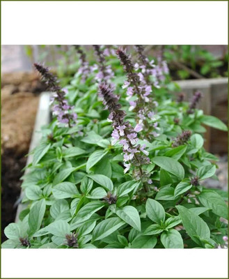 LPR TULSI, BASIL SEEDS Seed(20 per packet)