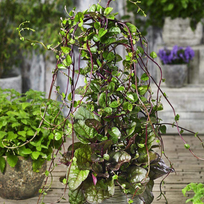 CYBEXIS VXI-53 - Malabar Spinach - (750 Seeds) Seed(750 per packet)