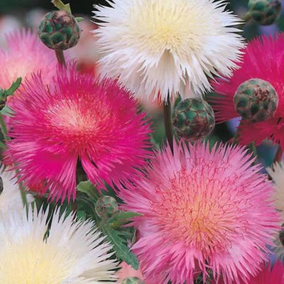 Quentova Sweet Sultan Flower Mixed-VXI-3Y Seed(75 per packet)