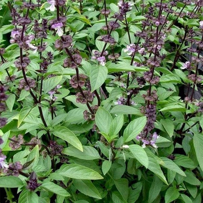 VibeX ® VXI-47 Licorice Basil(Ocimum basilicum) Seed(1000 per packet)