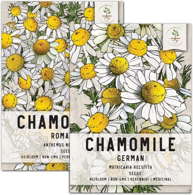 CYBEXIS XLR-74 - Roman / German Chamomile - (750 Seeds) Seed(750 per packet)