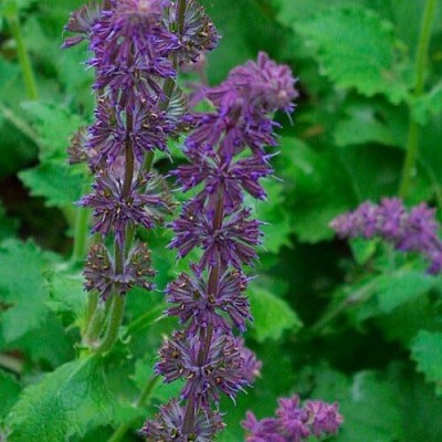 Qualtivate ICRA6-A Purple Rain Salvia - Meadow Sage Seed(100 per packet)