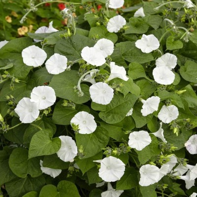 Qualtivate XL-192 Moonflower Vine Plant Flower Seed Seed(50 per packet)