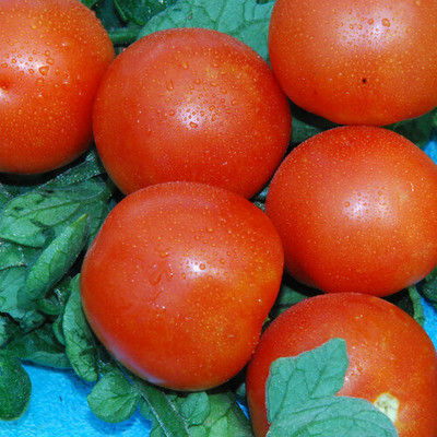 VRAKSHA Tomato Red टमाटर Seed(2000 per packet)