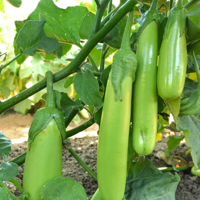 KNESSiN Fingers Green Brinjal Seeds-[10gm] Seed(2000 per packet)