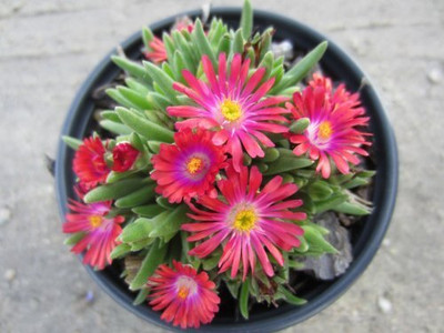 Epazo English Daisy Mixed Colour Flower Seeds Good Germination Seed(50 per packet)
