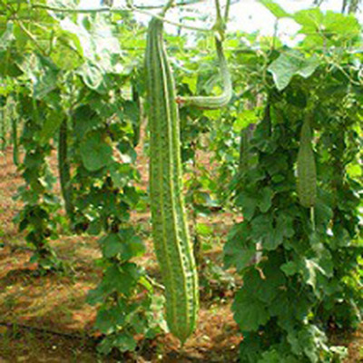 SeeGreen hybrid ridge Gourd Seeds 5 pcs per packet Seed(5 per packet)