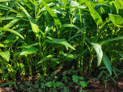 abiswas Water Spinach Seed(700 per packet)