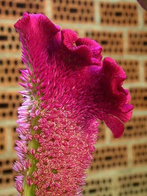 Epazo Amaranthus Burgundy Red/ Dark Green Flower Seed(10 per packet)