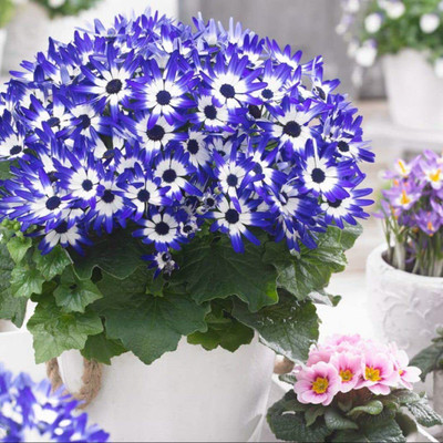 Aywal Cineraria Mixed Hybrid Seeds For Home Garden Seed(20 per packet)