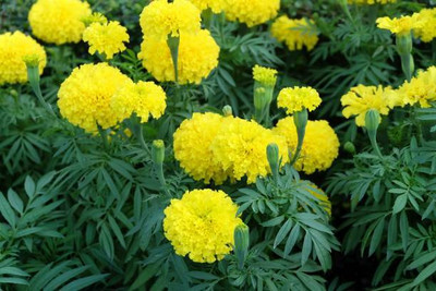 Alkarty marigold/gende ka phool flower seeds Seed(50 per packet)