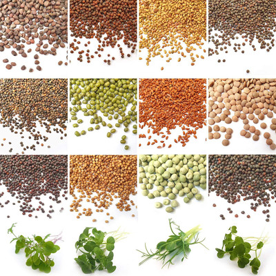 CYBEXIS Organic Sprouting Microgreen 12 Variety Seed(10 g)