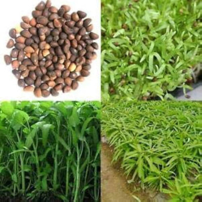 HAMPHU water spinach kalmi seeds Seed(20 per packet)