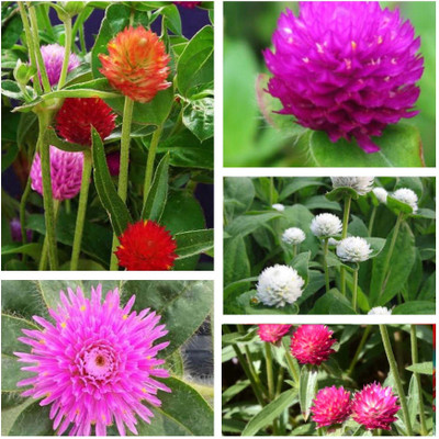 bloomaura Gomphrena Seed(25 per packet)