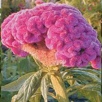 Aywal Cockscomb Seed(10 per packet)