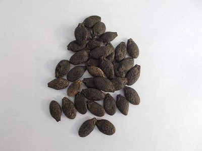 WILLVINE XLR-277 Luffa Acutangula Seeds Angled Ridge Gourd Turai Seed(50 per packet)