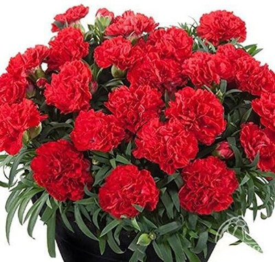 Lorvox Carnation Seed(20 per packet)
