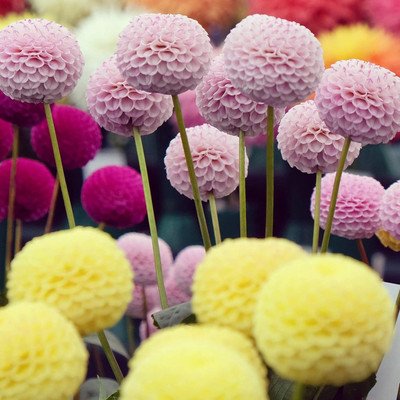 LPR DAHLIA Seed(5 per packet)