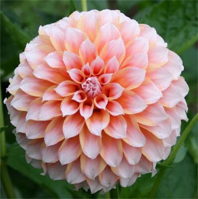 CYBEXIS VXI-87 - Rare Varieties Dinner Plate Rainbow Dahlia Mixed Color - (60 Seeds) Seed(60 per packet)