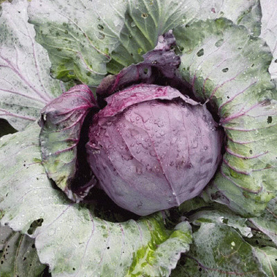 WILLVINE GOI -V Red Acre Cabbage Seeds [2.5g] Seed(750 per packet)