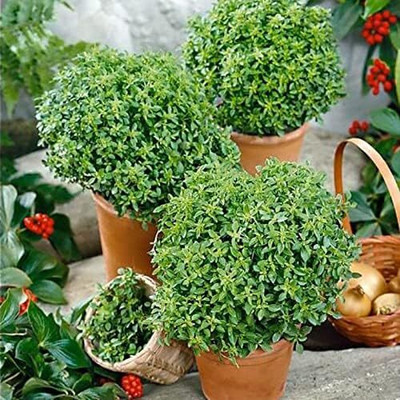 Qualtivate GUA-2 Fine Bush Minette Basil Seeds Seed(1000 per packet)