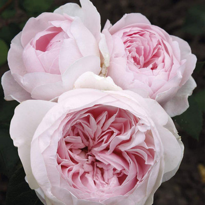 WILLVINE LXI-12 Climbing Rose by Heirloom Roses Seed(100 per packet)