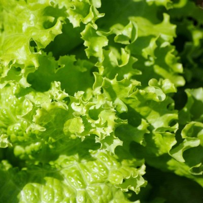 Biosnyg Leaf Lettuce Garden Seeds - Grand Rapids[500 Seeds] Seed(500 per packet)