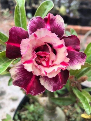 CRGO ADENIUM Seed(45 per packet)