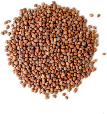 CYBEXIS GBPUT-78 - Radish Sprouting - (250 Seeds) Seed(250 per packet)