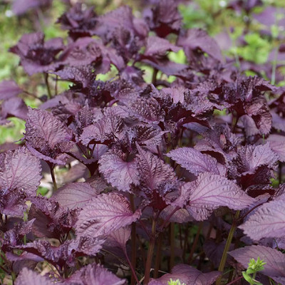 CYBEXIS Basil Seed(4000 per packet)