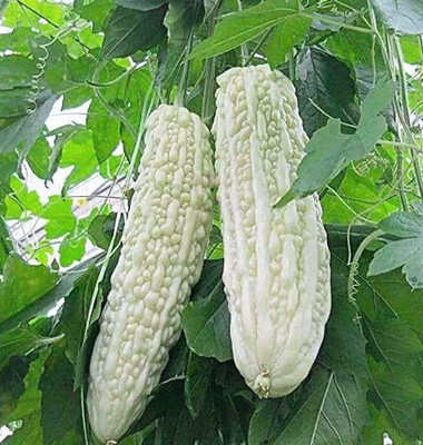 DIVINE BITTERGOURD Seed(30 per packet)