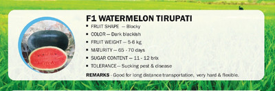 CYBEXIS F1 WATERMELON TIRUPATI(2500 Seeds) Seed(2500 per packet)