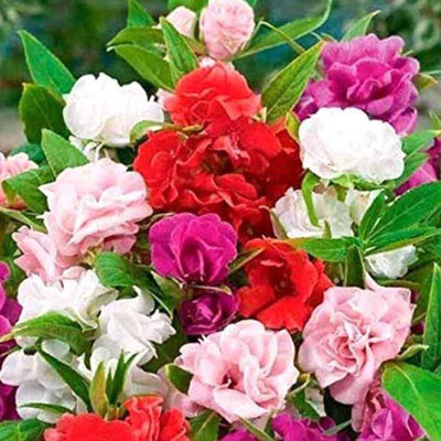 SEMINA VITA ™ mix hybrid balsam flower seeds Seed Dopati flower seeds Seed(83 per packet)