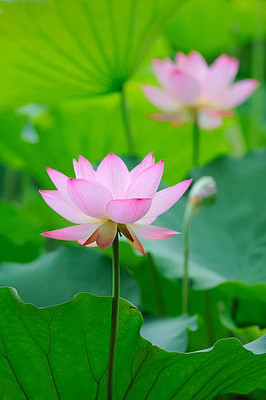 rsd enterprise lotus,kamal gatta Seed(10 per packet)