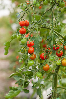 Vlog Bazar tomato Seed(90 per packet)