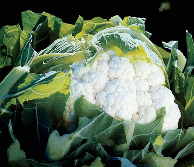 CYBEXIS Seeds of Vegetable Cauliflower Aviron F12000 Seeds Seed(2000 per packet)