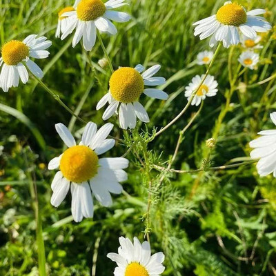 CYBEXIS VXI-53 - Common German Chamomile - (2250 Seeds) Seed(2250 per packet)