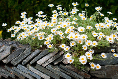CYBEXIS Anthemis carpatica Snow Carpet Seeds, White Marguerite Daisy Seed(50 per packet)