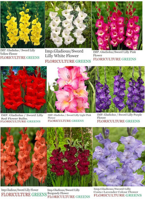 Cloud Farm GLADIOULUS Seed(20 per packet)