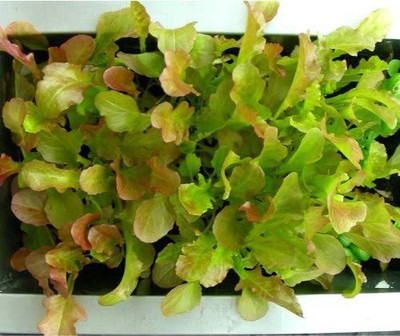 VibeX ® RXI-353 Red Salad Bowl Lettuce Seeds Seed(200 per packet)
