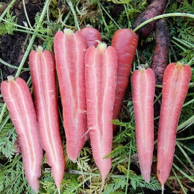 KNESSiN Carrot - Ruby Prince --{1000 Seeds} Seed(1000 per packet)