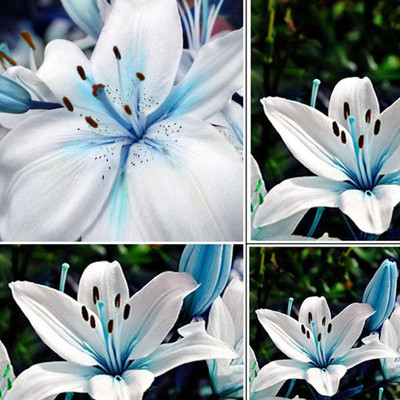 CYBEXIS TLX-41 - Blue Rare Rain Lily - (540 Seeds) Seed(540 per packet)
