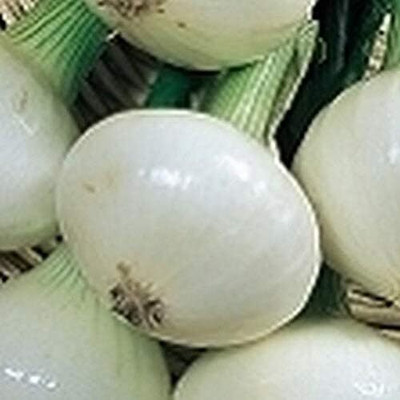Qualtivate GBPT-4A Onion - Pompeii - Italian flat cipollini - Very Tasty Seed(500 per packet)