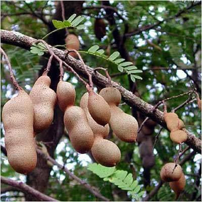 KANAYA IMLI seeds beej,Tamarind Seed(2 per packet)